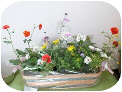 寄せ植え